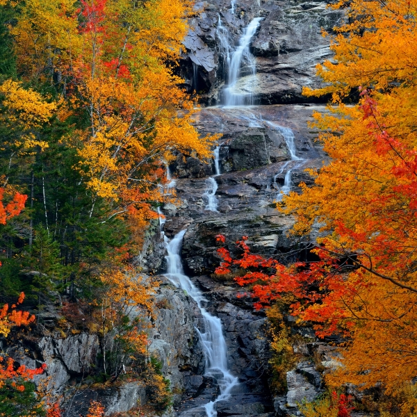 autumn foliage