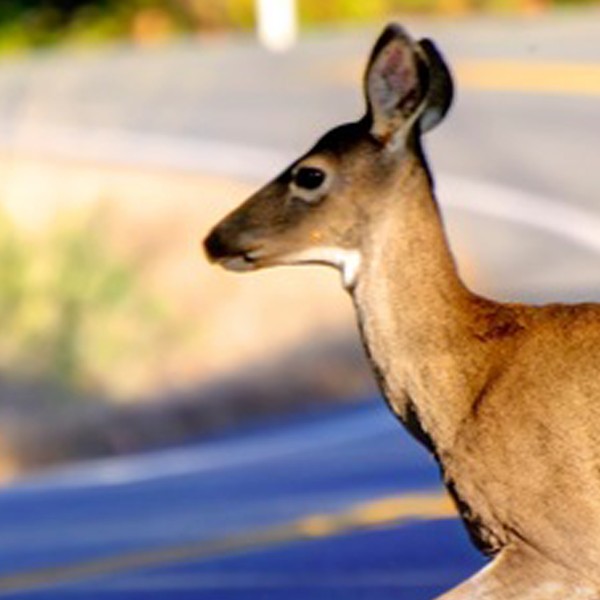 Motorist Should Take Extra Caution as Deer Hunting Season Begins