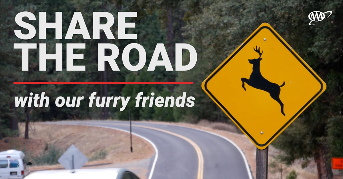 Share the road with our furry friends