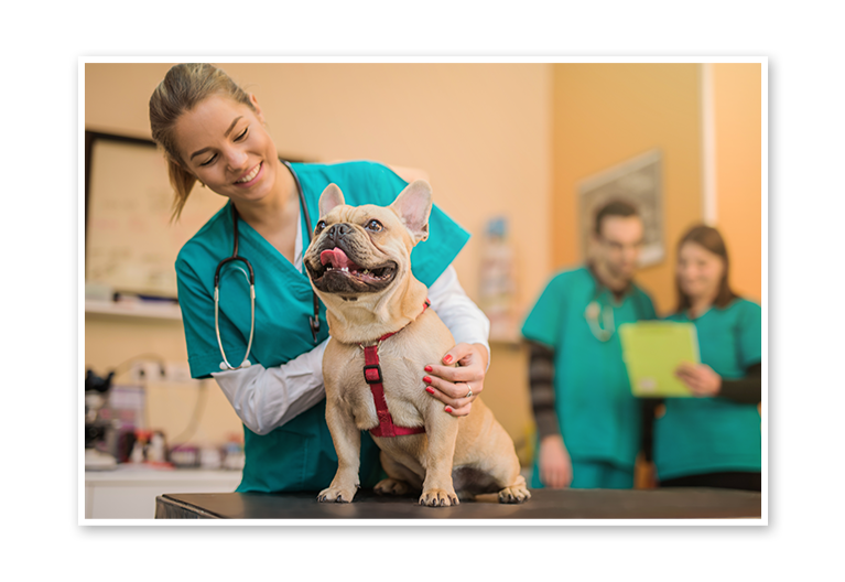 Dog with Vet